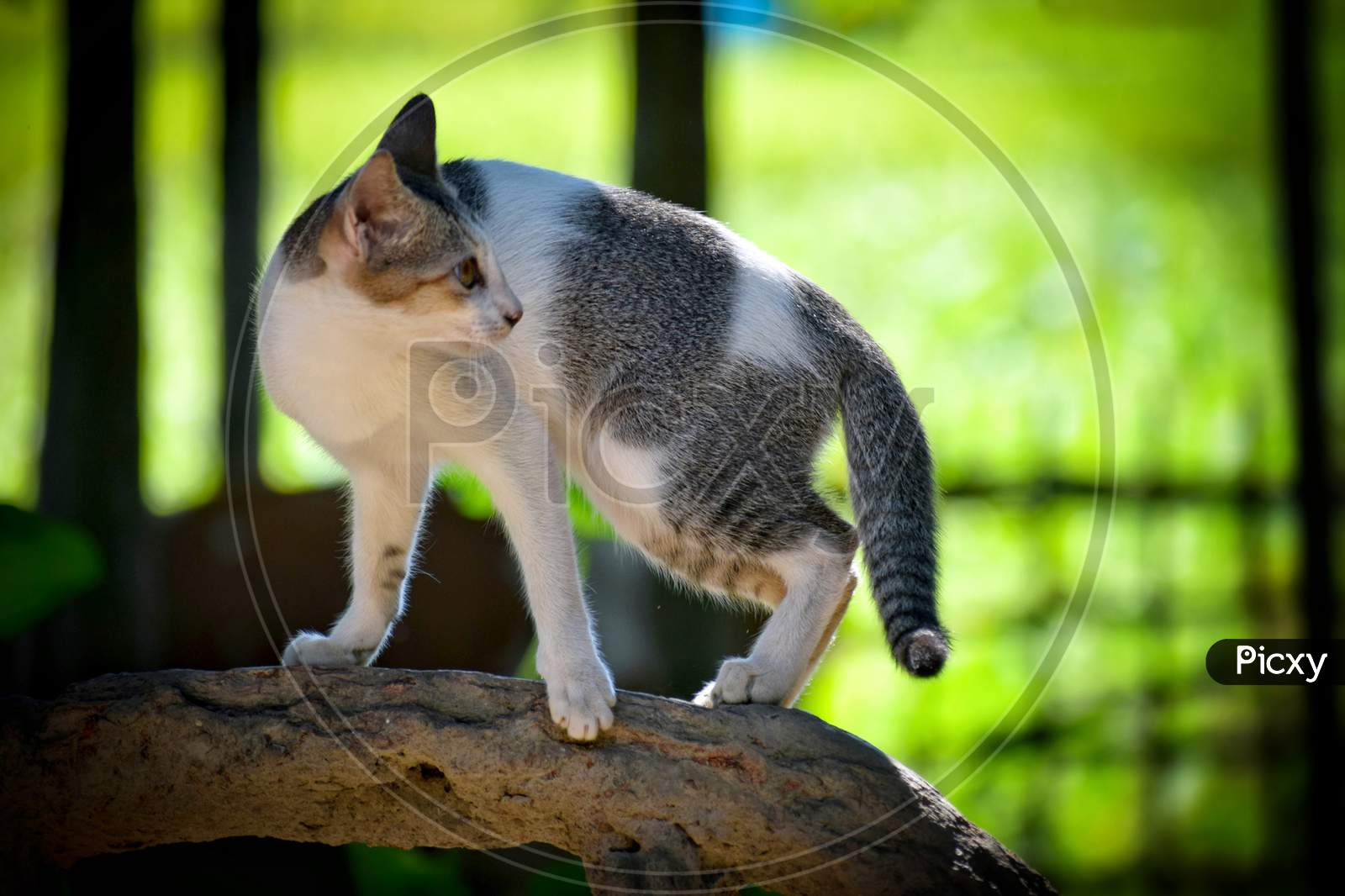 Cat on a branch, 300MM Lens Shoot