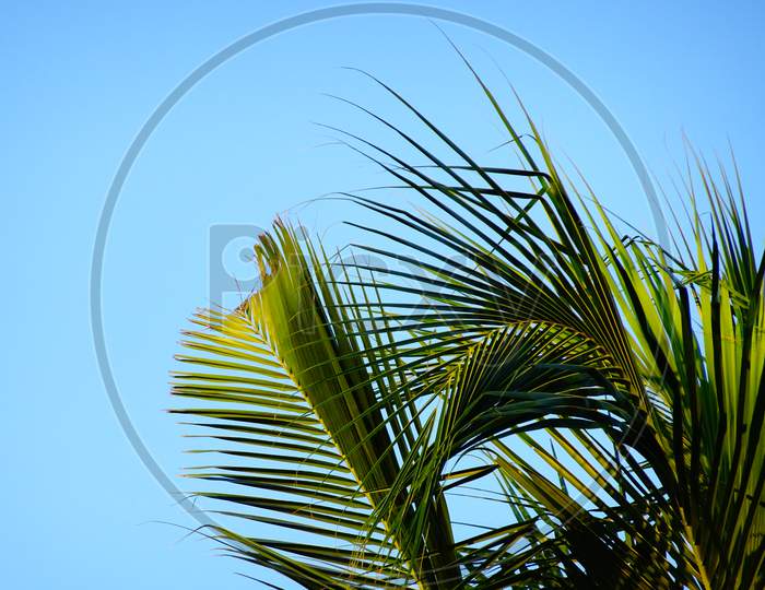 Coconut tree as object in blue sky background wallpaper