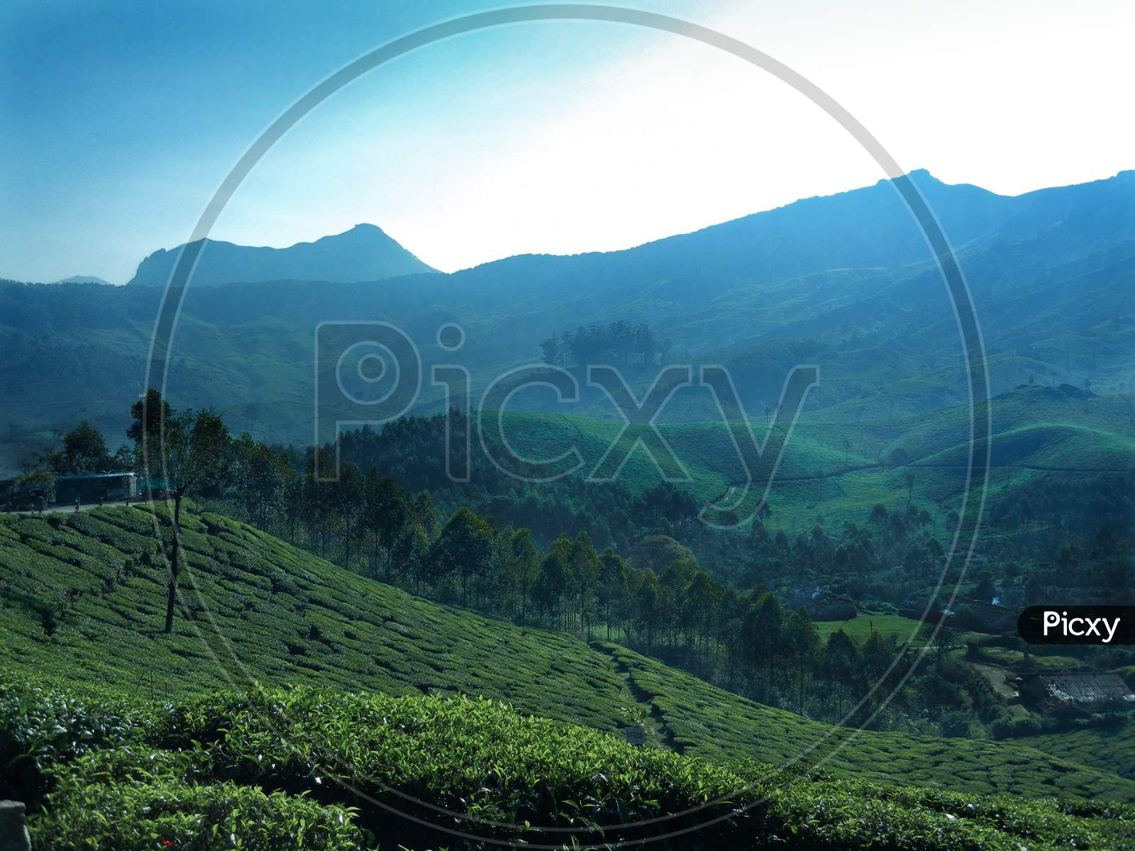 View of western ghats and tea plantation