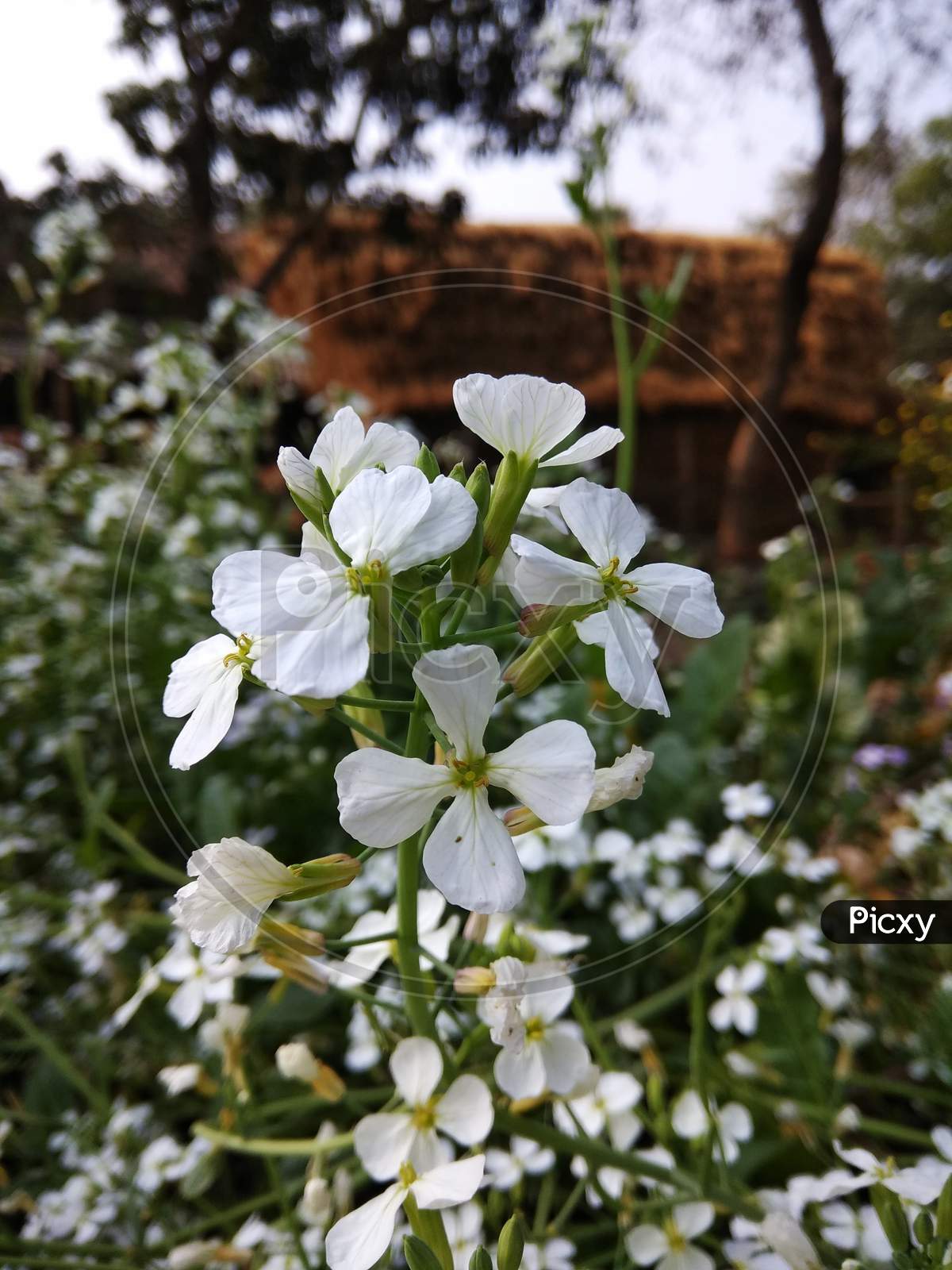 White Radish flower which are petite blooms consisting of four petals forming the shape of a Greek cross attached to four yellow stamens and a thin green stem