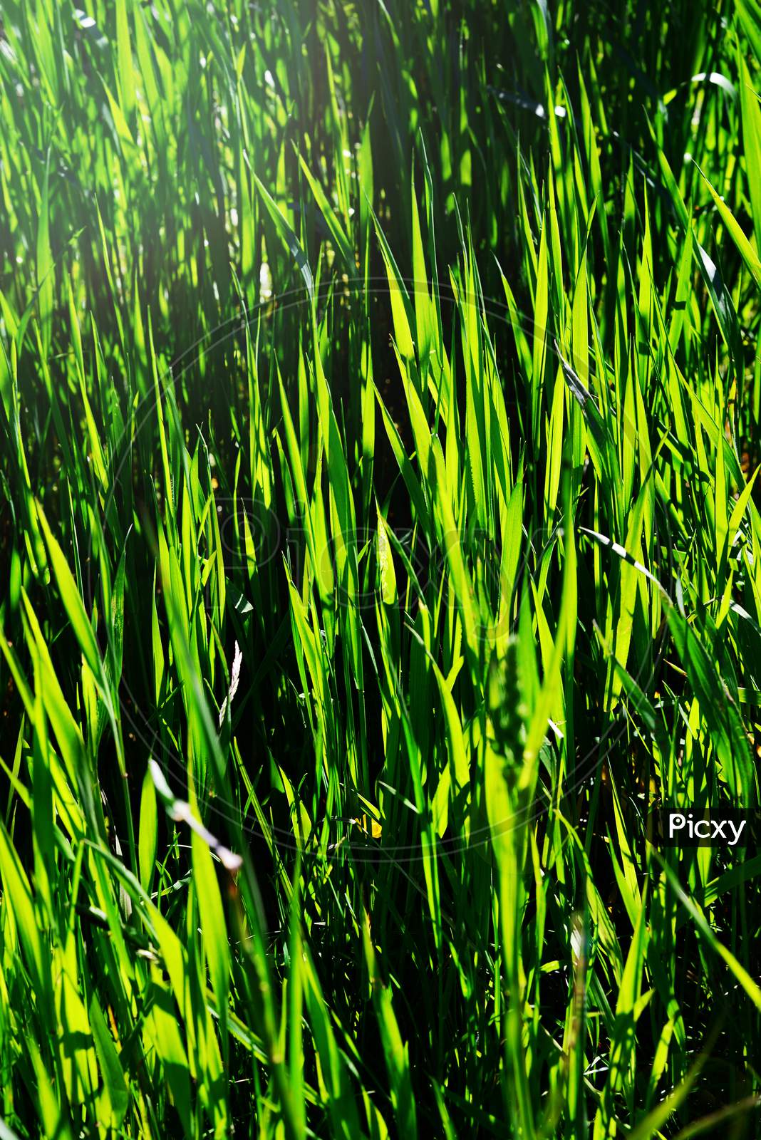 Summer green field
