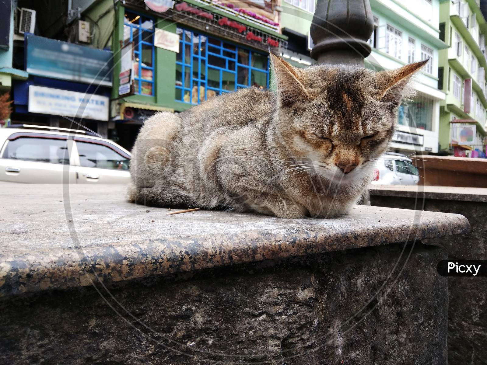Cat sitting on a bench and taking nap beside a busy road