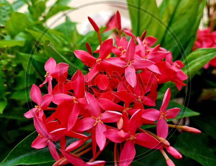 So beautiful pink flower plant