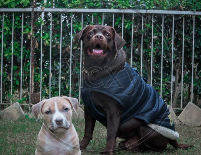 American bully puppy posing with adult Labrador dog