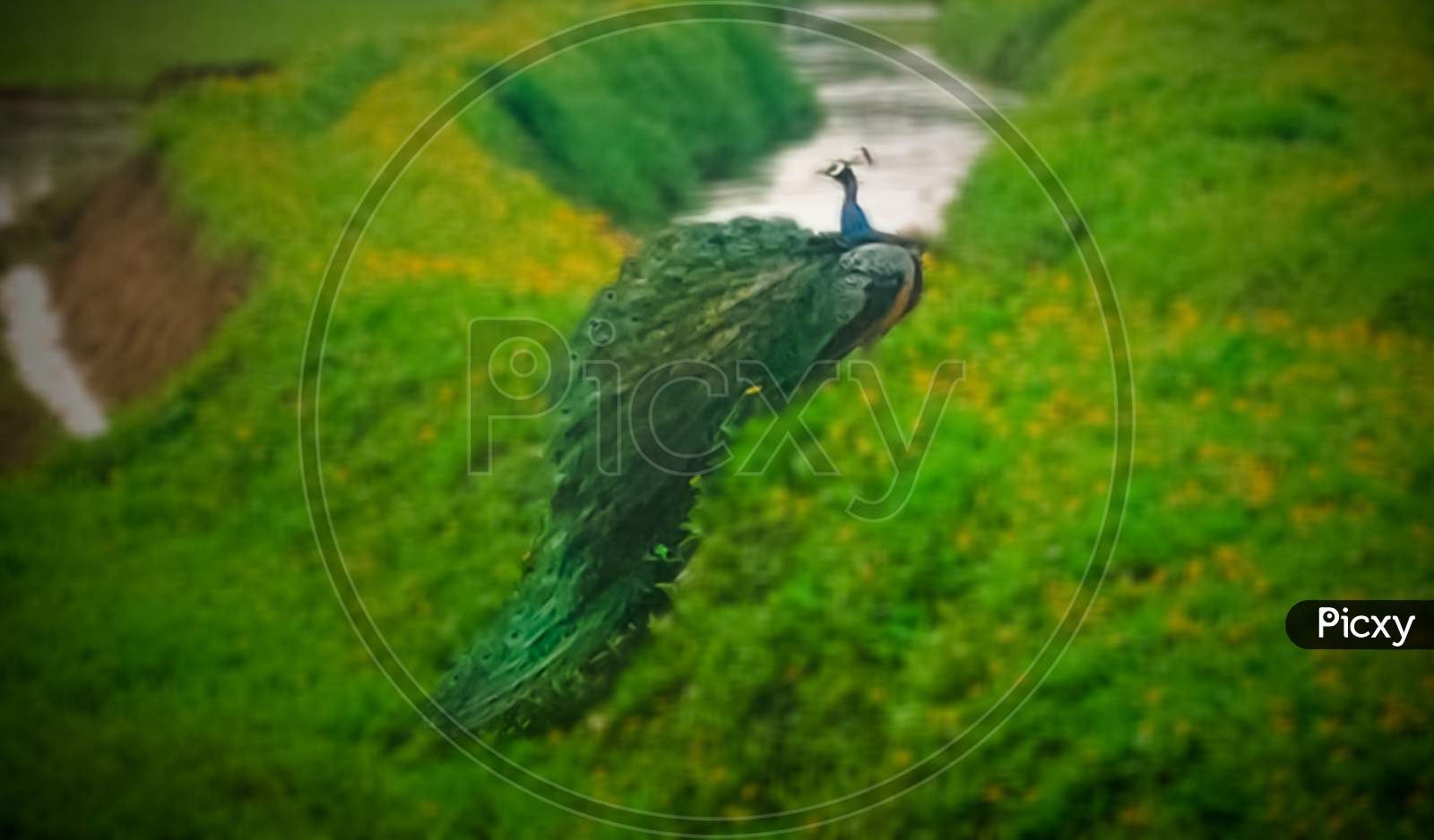 Peacock, Kerala