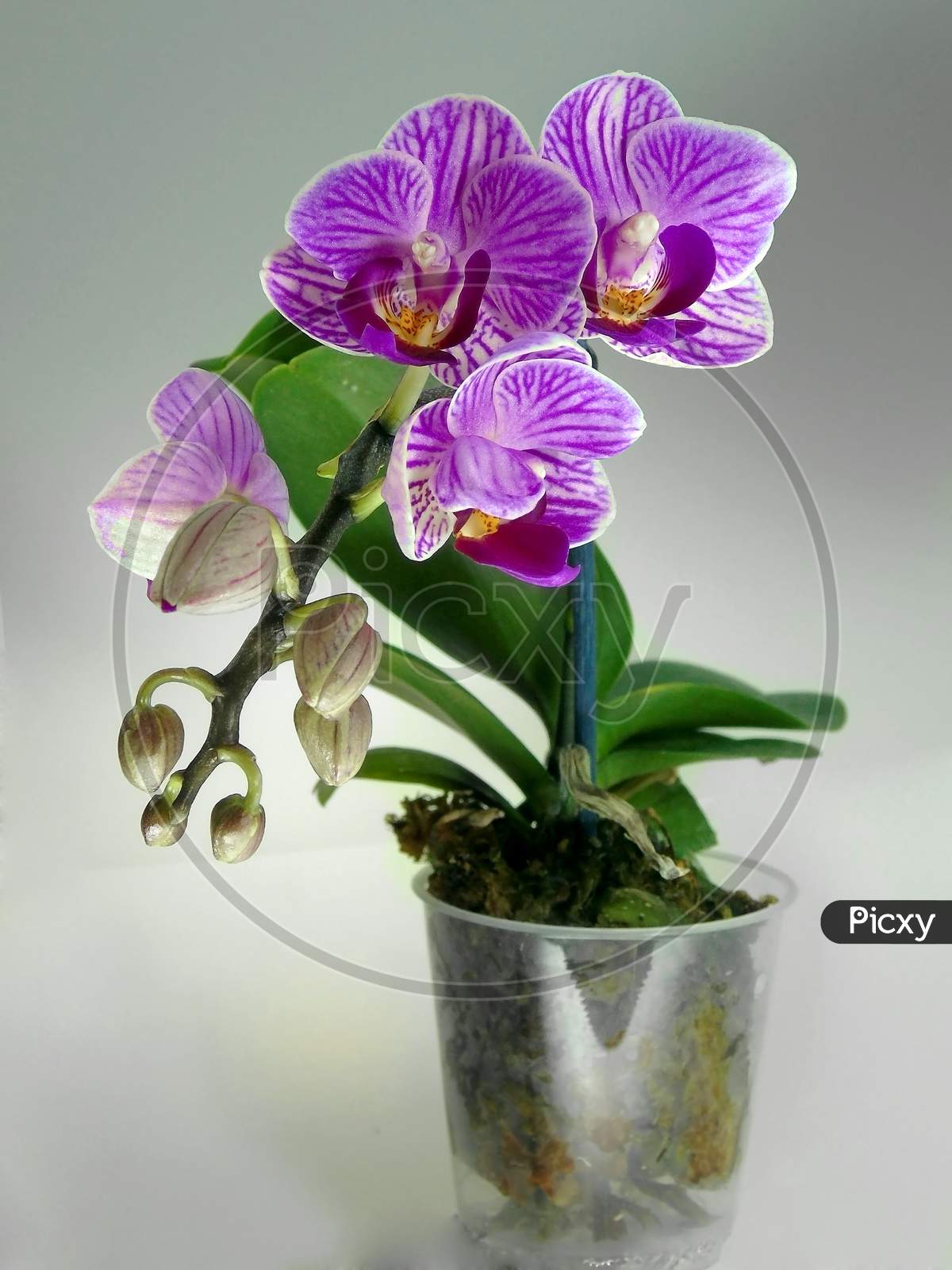 Purple Orchid