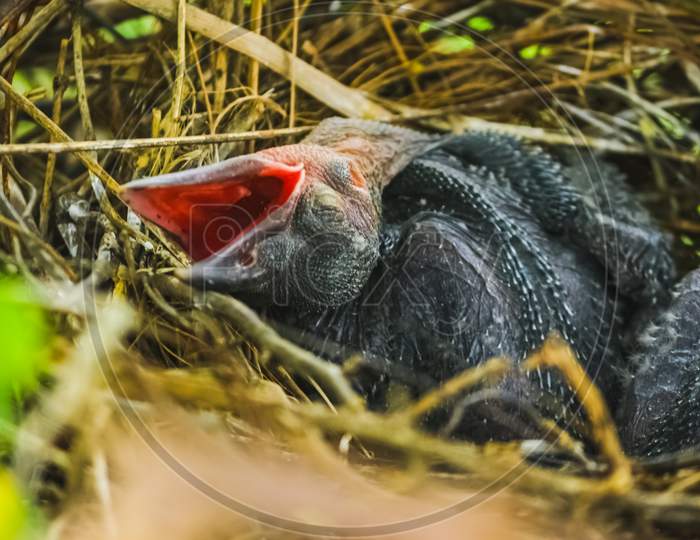 Baby crow is lying in the nest and hatching waiting for their mother for food. new born crow / corvus on crow nest top of the tree. Birds breeding at home, Baby bird on the hunt.