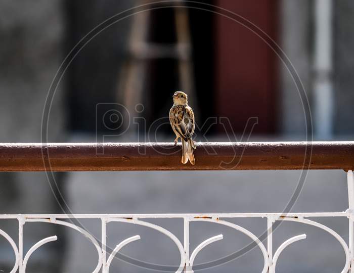 House Sparrow on iron bar