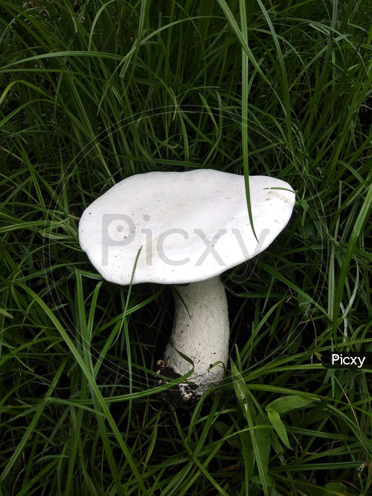white mushrooms in the grash or Clitopilus is a genus of fungi in the family Entolomataceae