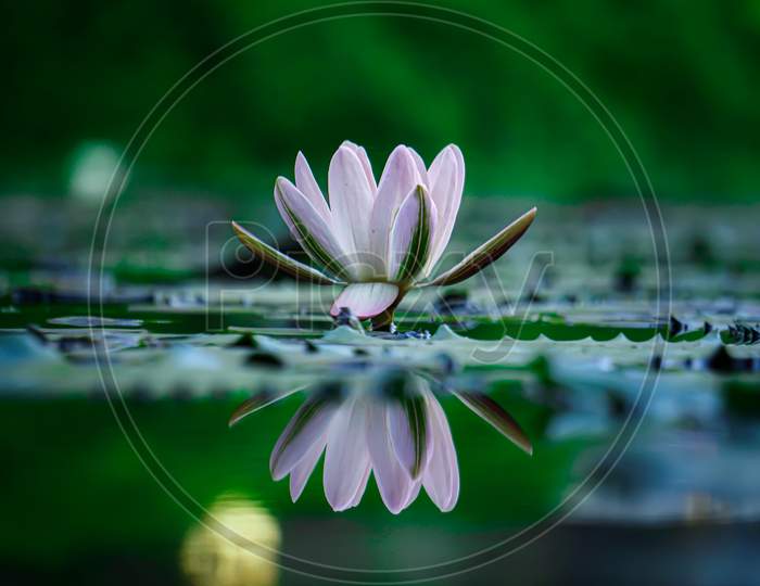 Lotus, Water lily reflection wallpaper