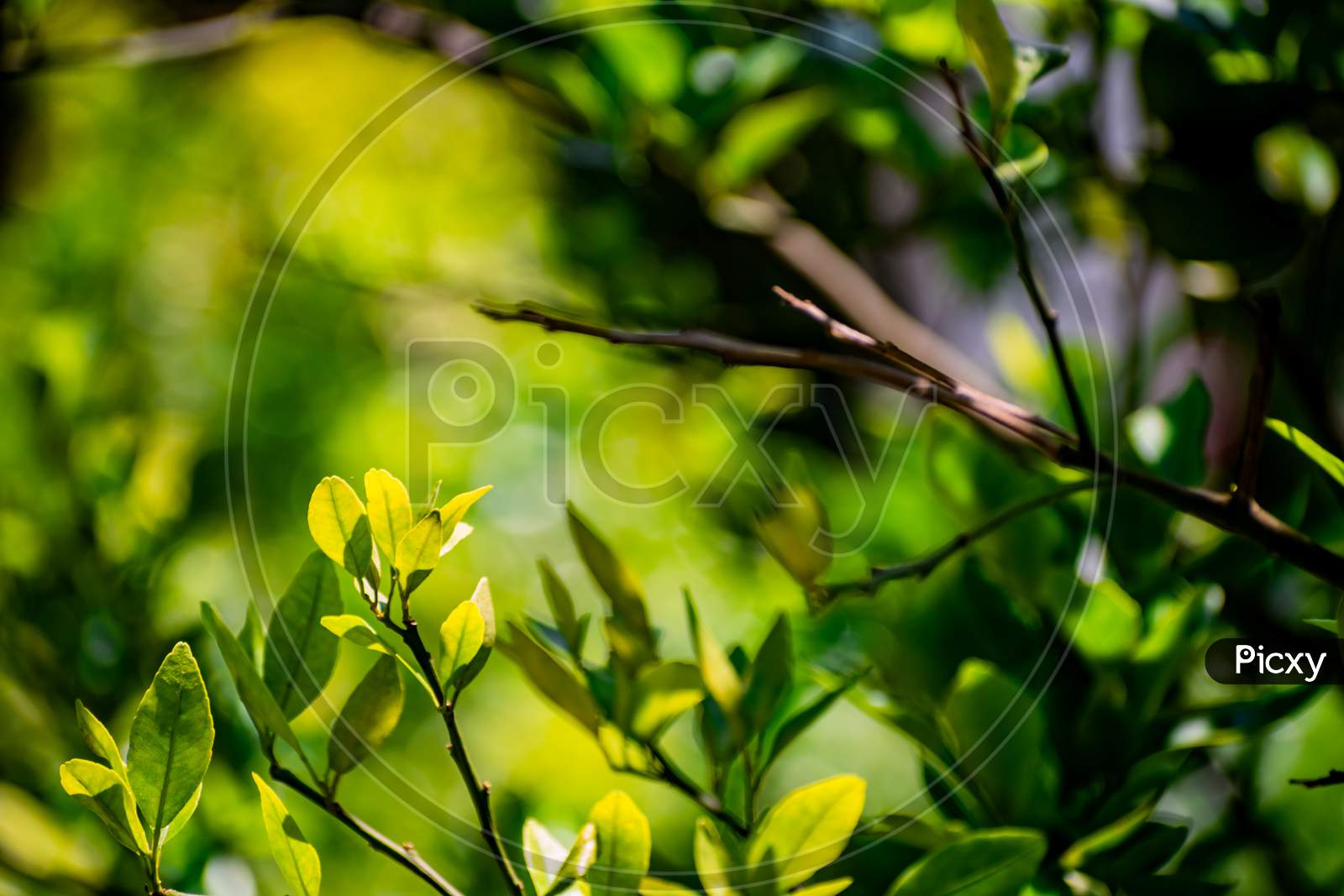 Image of Nature photography of fresh green leaves on branches of ...