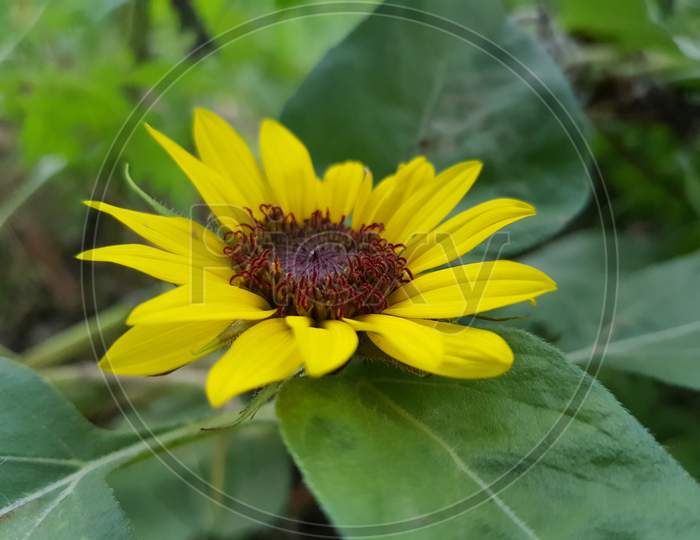 Yellow sun flower with green leaf closeup photography