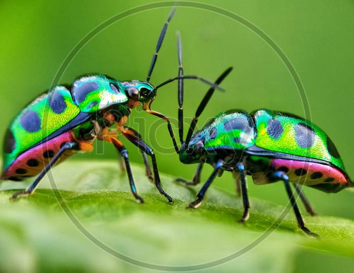 Lover Beetles.