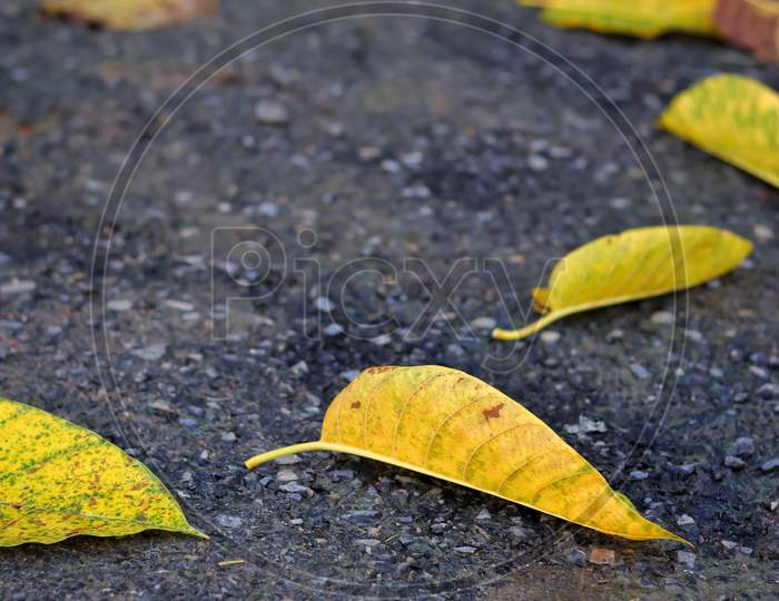 Dry yellow and orange leaves on the cracked ground.