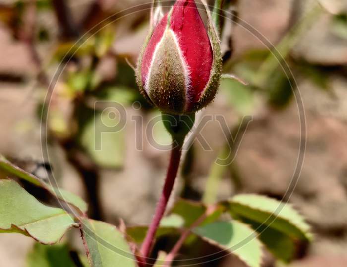 Rose feeling in alone, stem rose