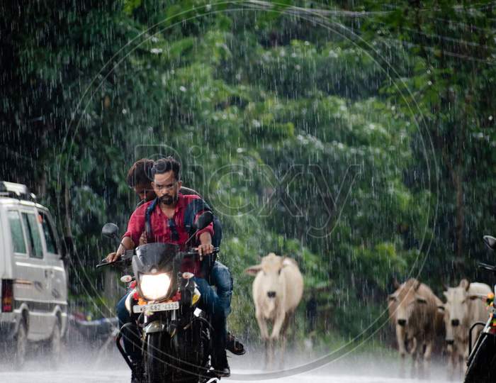 Two friends/ boy riding bike at the time of heavy rain in road cattle at the background raindrop