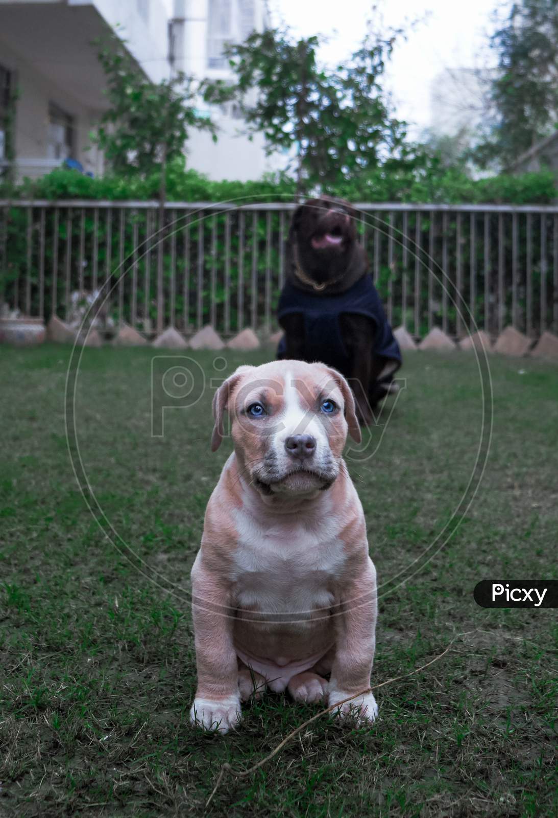 puppy and Labrador posing for photograph