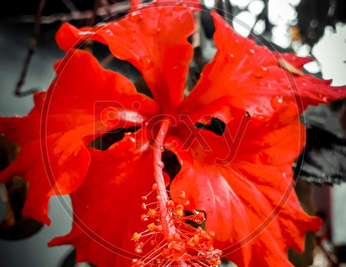 Red hibiscus flower with dark background