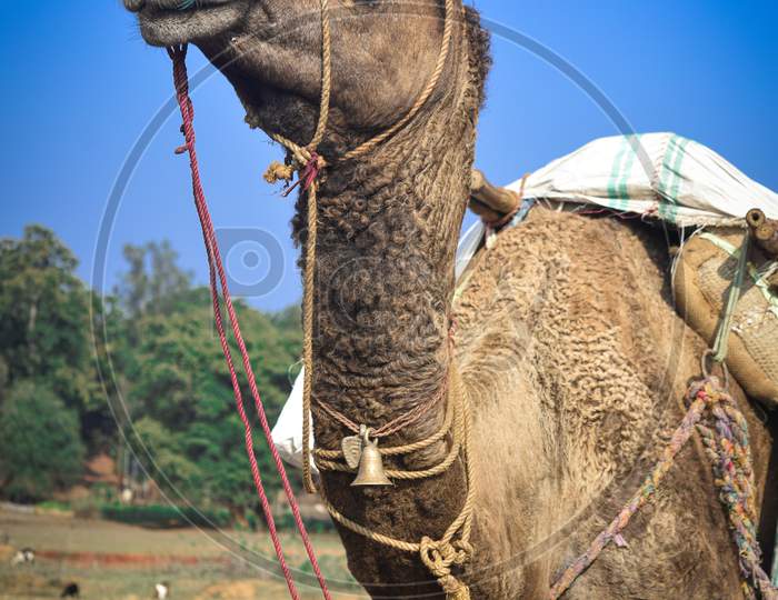 Camel Portrait, wildlife photography