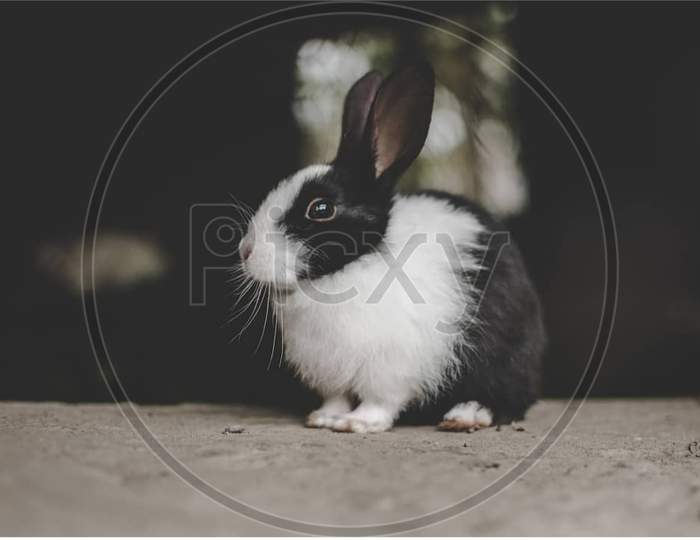 @Rabbit