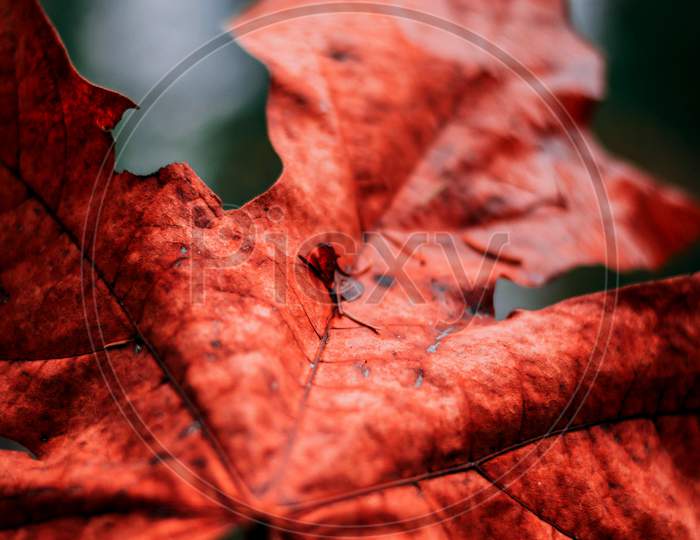 Autumn leaf, marco photography