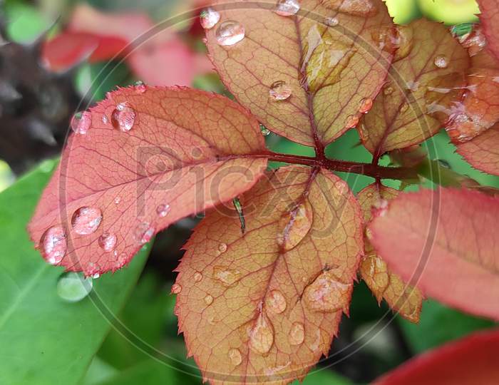 Water drop on leaf plant macro