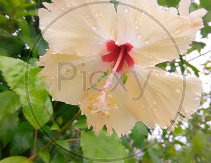 Orange Hibiscus flower and petal macro photography