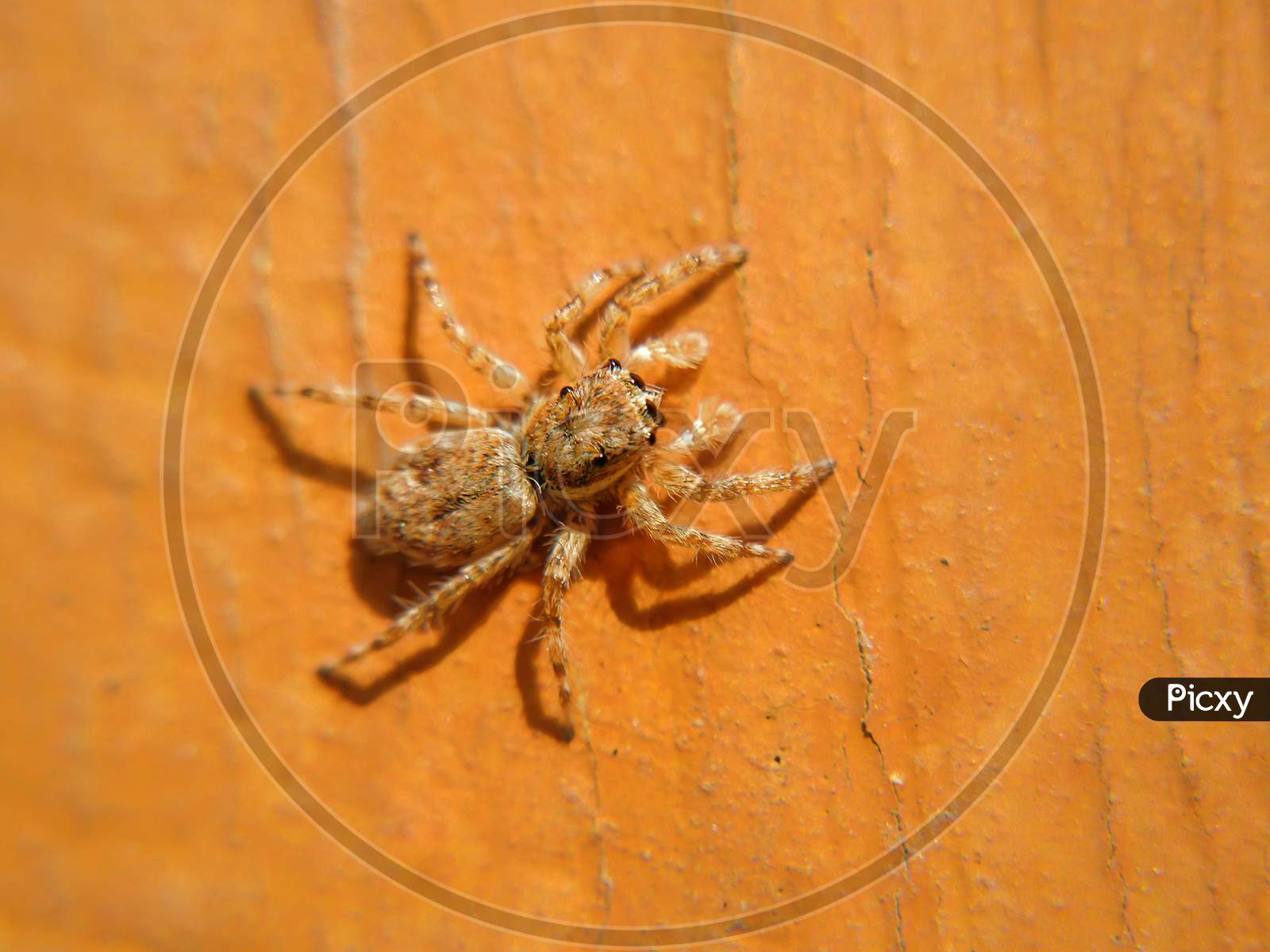 Close up of Golden colour spider.