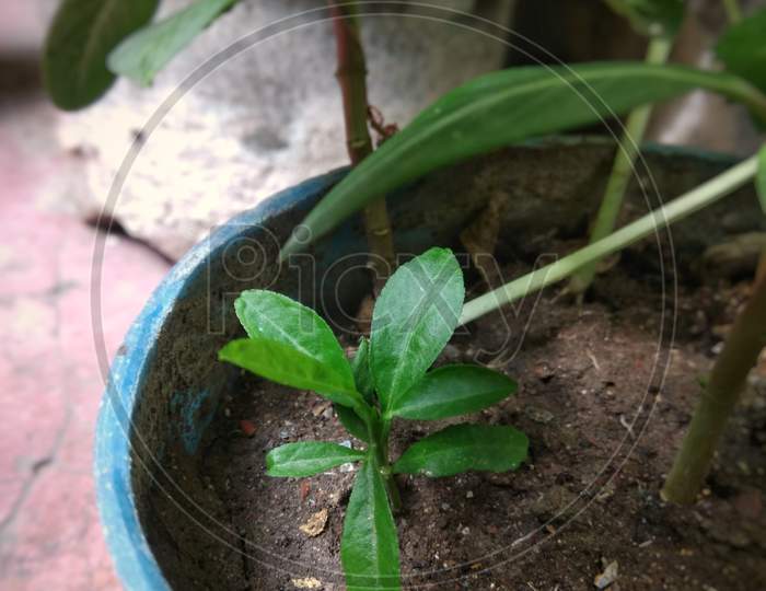 plant just started growing in a tub. Lime plant