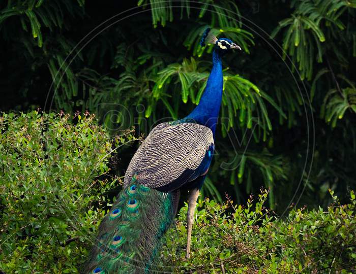 peacock on the park