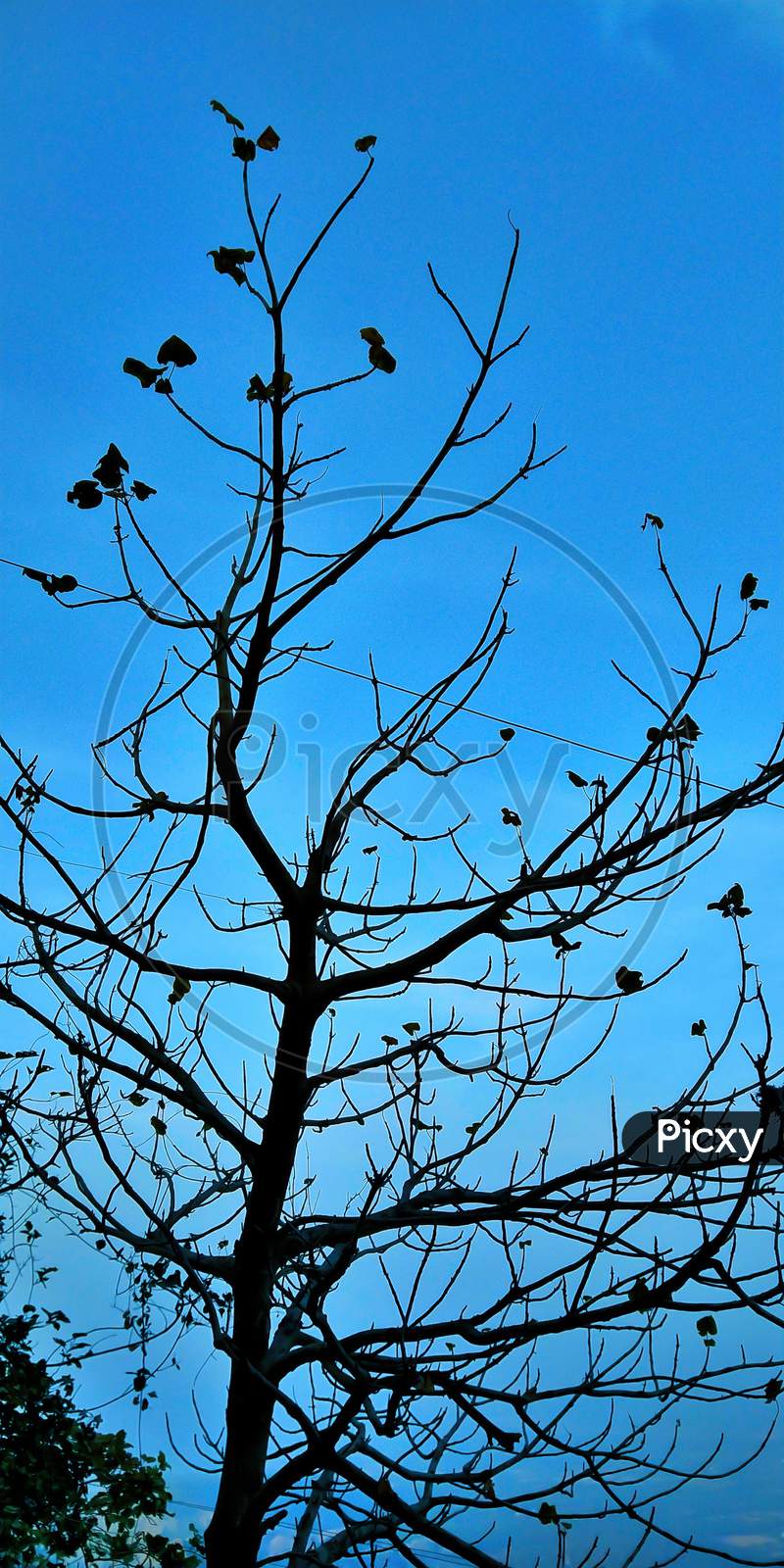 Silhouette of tree branches without leafs on blue sky.