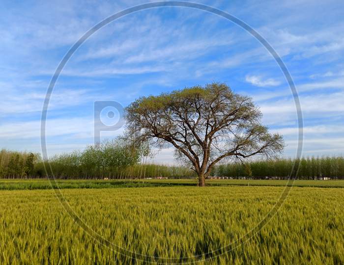 Tree between fields of green wheat!