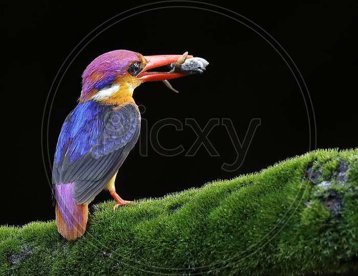 Oriental Dwarf Kingfisher (Ceyx erithaca / Ceyx erithacus)