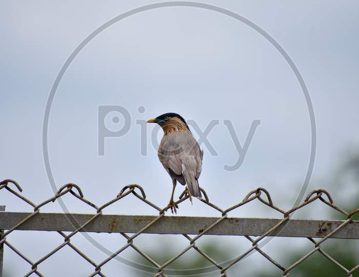 Bramhiny Bird on fence