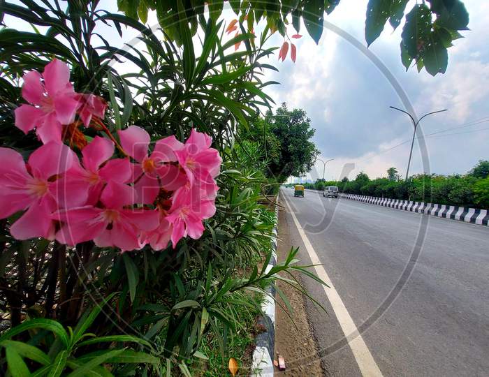 Early morning on highway j just watch a beautiful flower