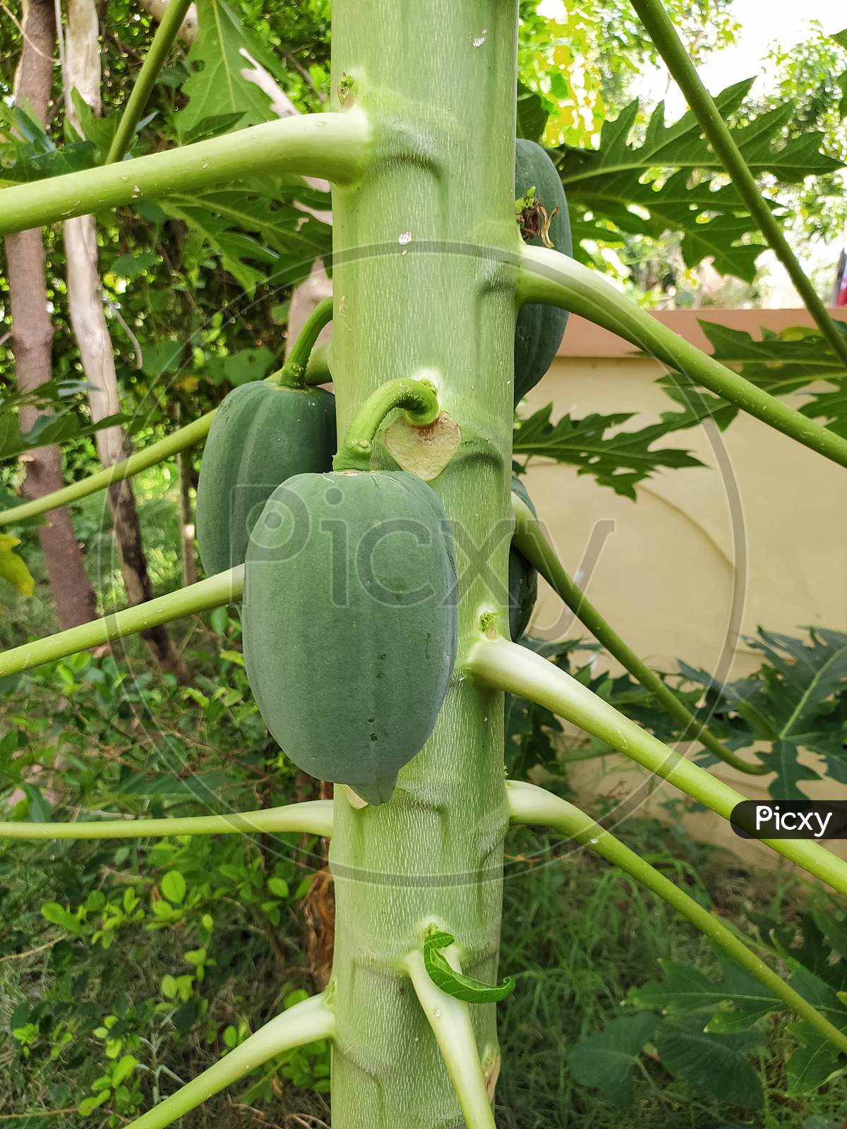 Organic Green Papaya on The Tree in Garden Branch of Plant, Plant or Fruit from India.