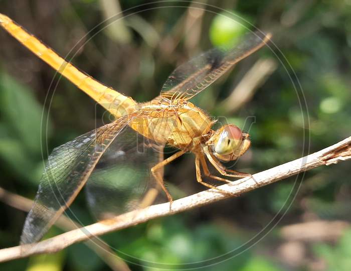 Beautiful Dragonfly