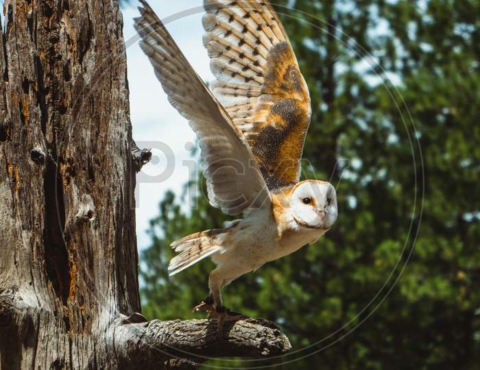 flying owl on the branch