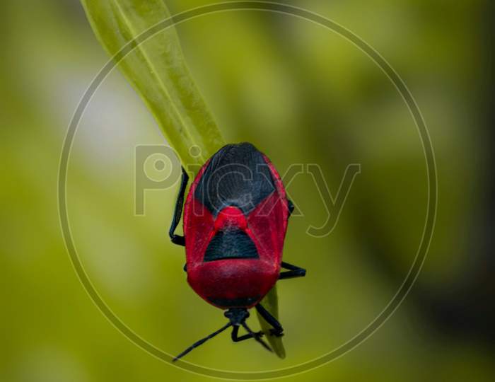 Red jewel bug on a leaf.
