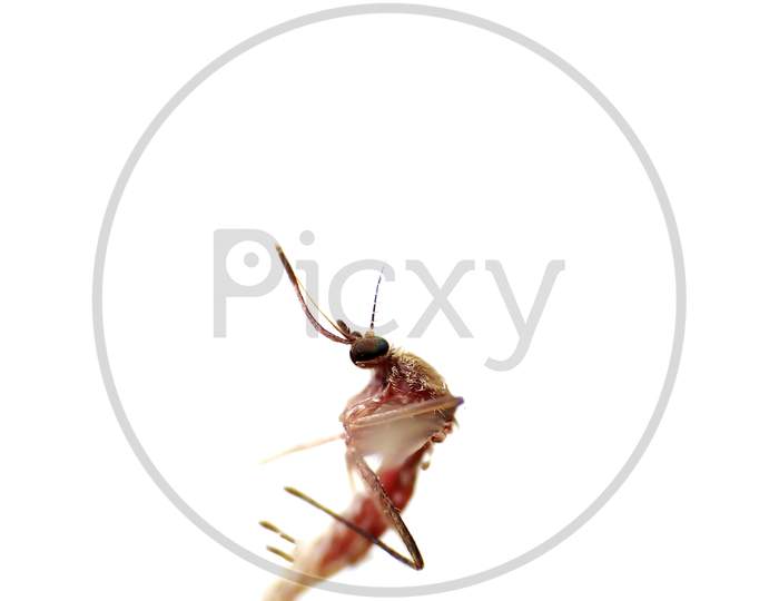 Mosquito isolated on white background.