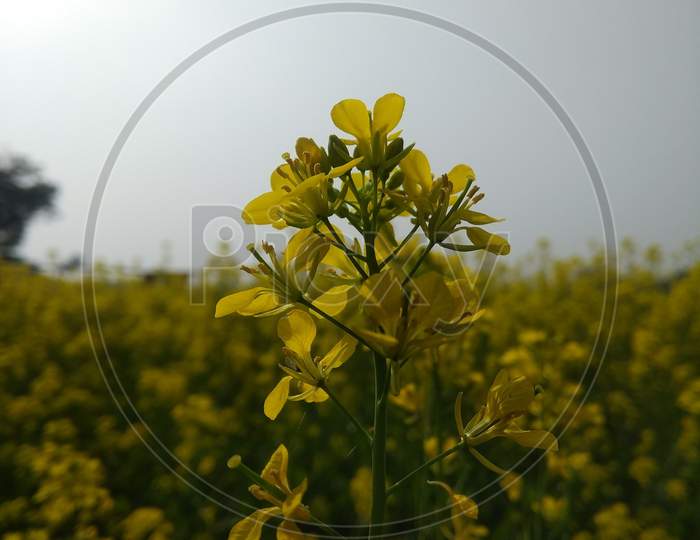 yellow mustard flowers on blue sky background