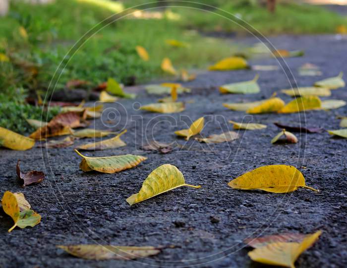Dry yellow and orange leaves on the cracked ground.