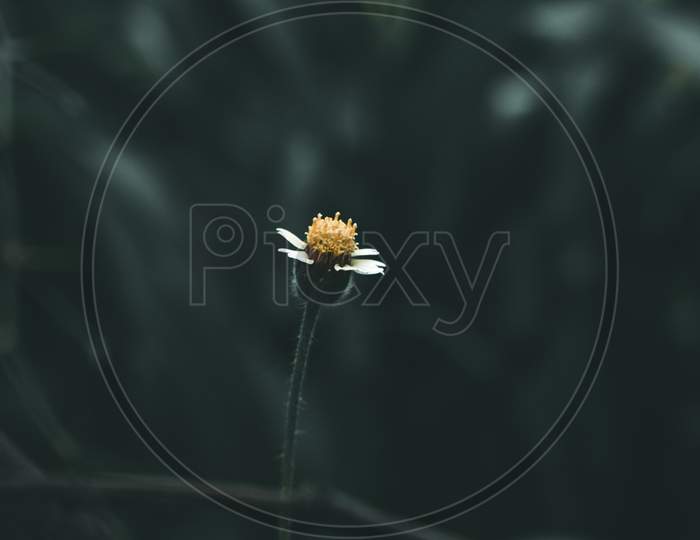 Flower closeup with isolated background, nature photo