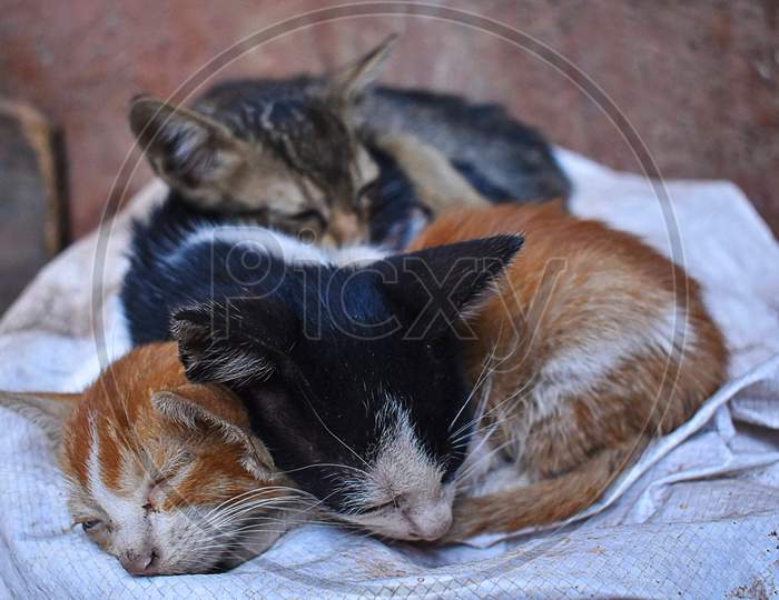 Baby kitten sleeping with other kittens