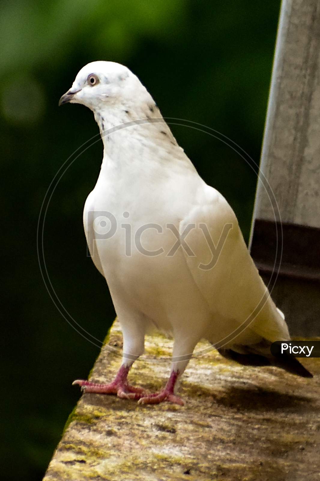 Pegeon bird Massakali
