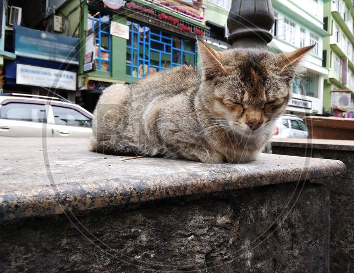 Cat sitting on a bench and taking nap beside a busy road