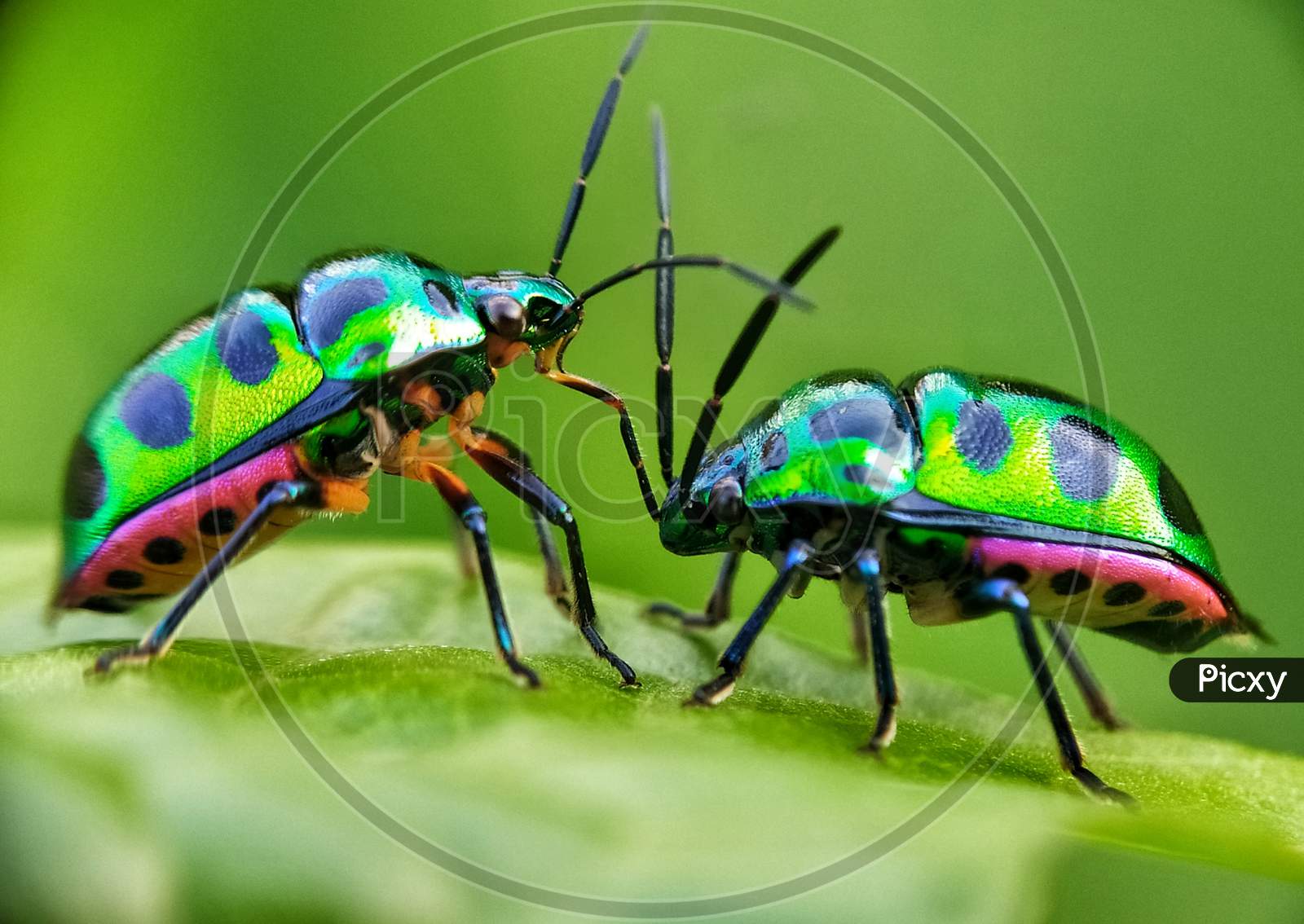 Lover Beetles.
