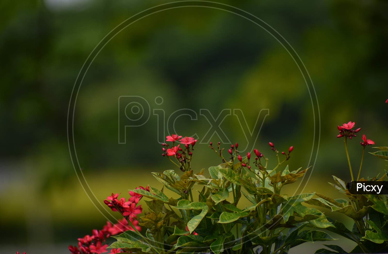 Small red flowers and greenery wallpaper
