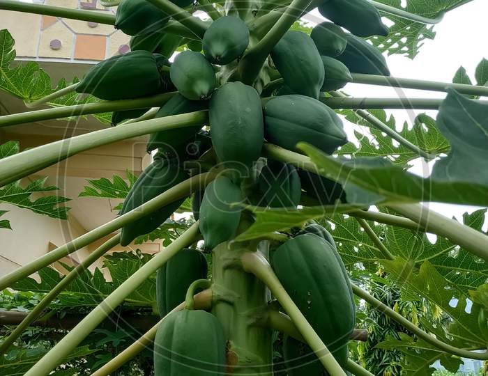 Organic Green Papaya and leafs on The Tree in Garden, Plant or Fruit from India.