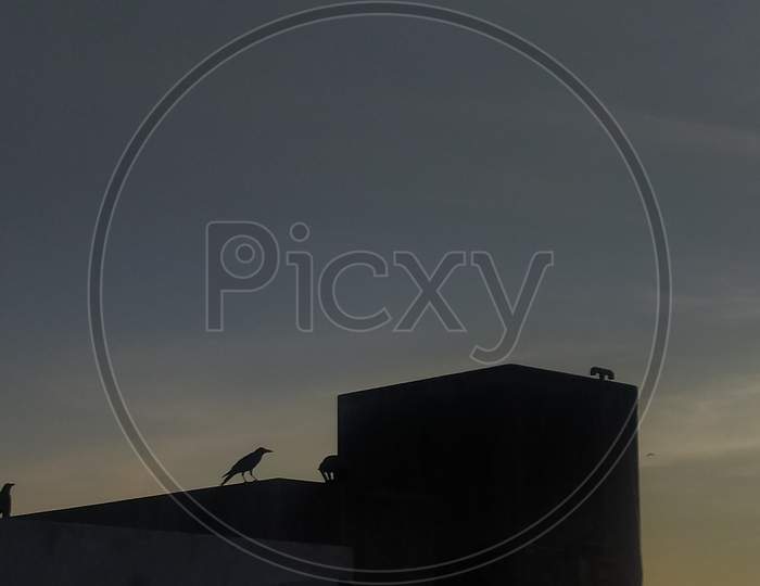 Silhouette Photography of crow